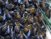 Como as abelhas do Brasil podem ajudar a biodivers