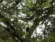 Sagui-da-serra-escuro é identificado no Parque das
