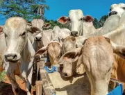 Ureia para bovino evita a perda de peso na seca 