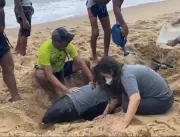 Grupo ajuda golfinho encalhado no Porto da Barra