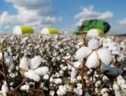 Faturamento com exportações de algodão cresceu 3% 