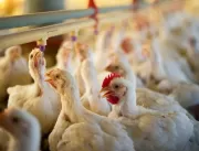 Consumo de carcaça de frango aumenta na pandemia