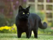 Mitos envolvidos sobre o gato preto