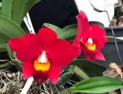 Aulas gratuitas em São Paulo sobre micro-orquídeas