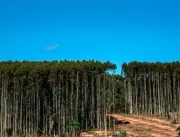 Plantios florestais têm regularização de cadastros