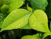 As vantagens que a adubação foliar orgânica pode t