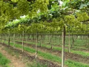 Potencial sucroenergético e viticultor do estado a