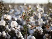 Insetos ameaçam produção de algodão, essencial par