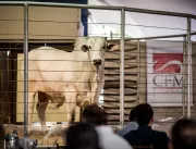Megaleilão Nelore CFM 2022 venderá 500 touros em C
