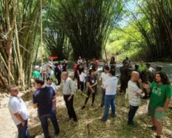 Prefeitura vai criar plano de manejo do bambuzal do aeroporto de Salvador