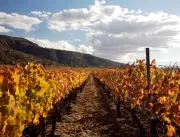 Mercado de vinhos no país registra alta no primeir