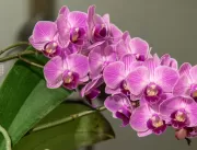 ABC das Orquídeas: do colecionador a um novo negóc
