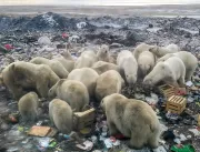 Mudanças climáticas levam ursos polares a comer li
