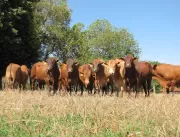 Megaleilão Virtual Montana oferta 60 touros TOP em