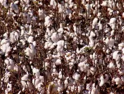 Rondônia deve ter safra recorde de algodão em 2022