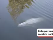 Baleia beluga recusa comida após se perder no rio 