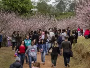 Cerejeiras em flor lotam parque do Carmo na retoma