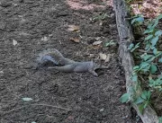 Esquilos esparramados em NY intrigam população; en