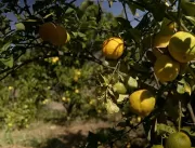 Produtor investe em cultivo de limão orgânico no f