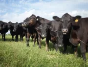 Babesiose bovina: prejuízo para a saúde do gado e 