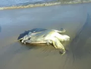 Tartaruga é encontrada morta em praia de Ondina
