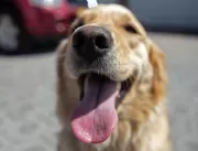 Dia Mundial do Cachorro: Como cuidar do pet em tod