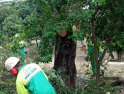 Sudes realiza serviço em árvores com risco de qued