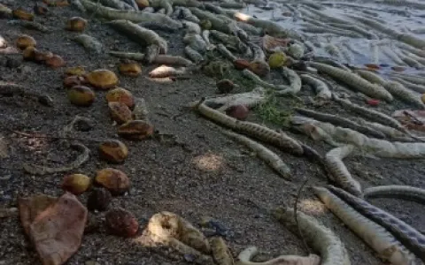 Centenas de peixes aparecem mortos na lagoa Mundaú