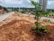 Prefeitura de Maceió inicia plantio de árvores em 