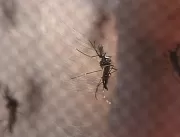 Dengue: GDF fará inspeções com drones em imóveis f