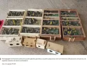 Homem é preso com 228 aves na Rodoviária Interesta