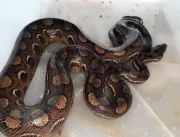 Após caso naja, Ibama apreende 32 serpentes