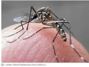 DF registra quase 400 novos casos de dengue em uma