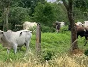 Goiás: polícia recupera gado furtado avaliado em R