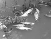 Peixes mortos, população adoecida: o mistério da á