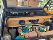 PRF flagra jacaré e pássaros transportados ilegalm