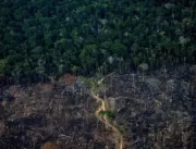 Desmatamento na Amazônia cai 33,6% no 1º semestre 
