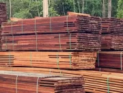Projeto de exploração de madeira na Amazônia apoia
