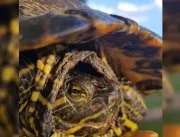 Após denúncia, PCDF apreende tartarugas, lagarto e