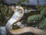 Serpentes da discórdia já estão no Butantan