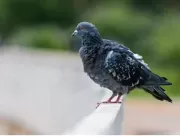 Infestação de piolho de pombo coloca em risco aten