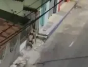 Vídeo: ladrão fica preso pela calça em portão de c