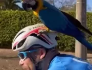 Arara pousa em capacete de ciclista no Lago Sul: s