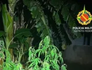 Polícia Militar descobre plantação de maconha em S
