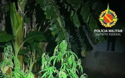 Polícia Militar descobre plantação de maconha em S