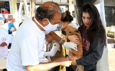 DF amplia locais para vacinação antirrábica de cãe