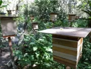 Criação de abelhas sem ferrão é alternativa para g