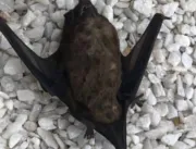 Goiânia registra o 4º caso de raiva em morcego em 