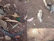 Oito macacos são encontrados mortos em Goianésia 