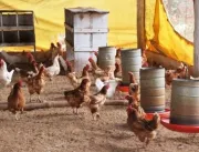 Gripe aviária: Agricultura estende por 6 meses eme
